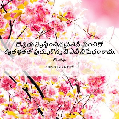 Picture 06 - 1 తిమోతి పత్రిక 4:4 TELIRV - దేవుడు సృష్టించిన - Bible Verse Picture