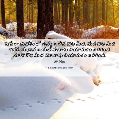 Picture 06 - 1 దినవృత్తాంతాలు 27:28 TELIRV - షెఫేలా ప్రదేశంలో - Bible Verse Picture