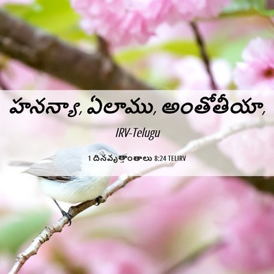 Picture 06 - 1 దినవృత్తాంతాలు 8:24 TELIRV - హనన్యా, ఏలాము, - Bible Verse Picture