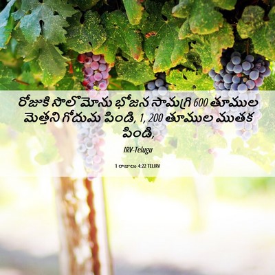 Picture 06 - 1 రాజులు 4:22 TELIRV - రోజుకి సొలొమోను - Bible Verse Picture