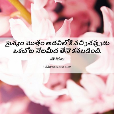 Picture 06 - 1 సమూయేలు 14:25 TELIRV - సైన్యం మొత్తం - Bible Verse Picture