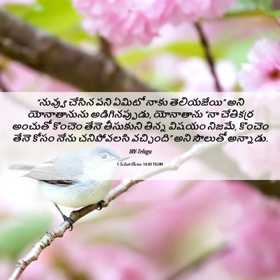Picture 06 - 1 సమూయేలు 14:43 TELIRV - “నువ్వు చేసిన పని - Bible Verse Picture