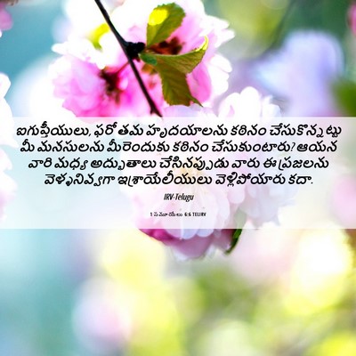 Picture 06 - 1 సమూయేలు 6:6 TELIRV - ఐగుప్తీయులు, ఫరో - Bible Verse Picture
