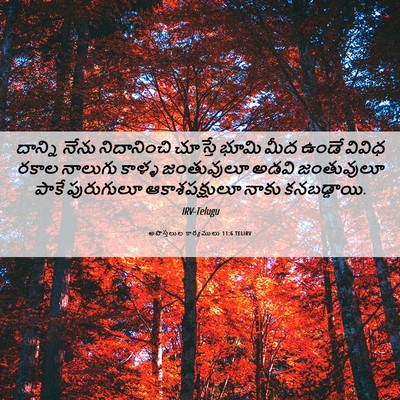 Picture 06 - అపొస్తలుల కార్యములు 11:6 TELIRV - దాన్ని నేను - Bible Verse Picture