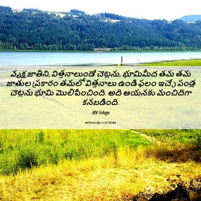 Picture 06 - ఆదికాండం 1:12 TELIRV - వృక్ష జాతిని, - Bible Verse Picture