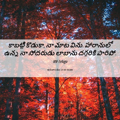 Picture 06 - ఆదికాండం 27:43 TELIRV - కాబట్టి కొడుకా, నా - Bible Verse Picture