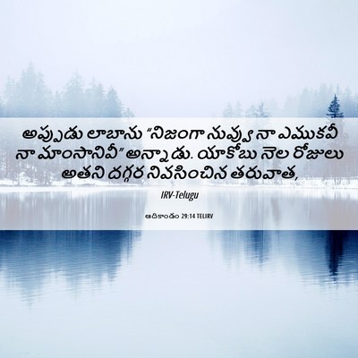 Picture 06 - ఆదికాండం 29:14 TELIRV - అప్పుడు లాబాను - Bible Verse Picture