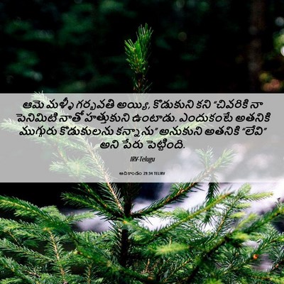 Picture 06 - ఆదికాండం 29:34 TELIRV - ఆమె మళ్ళీ గర్భవతి - Bible Verse Picture