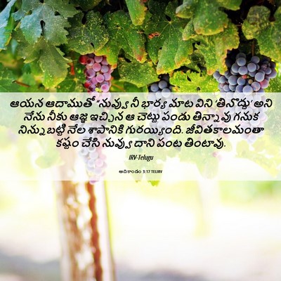 Picture 06 - ఆదికాండం 3:17 TELIRV - ఆయన ఆదాముతో - Bible Verse Picture
