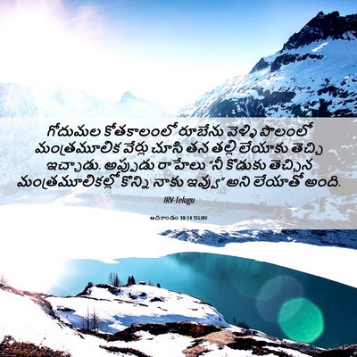 Picture 06 - ఆదికాండం 30:14 TELIRV - గోదుమల కోతకాలంలో - Bible Verse Picture