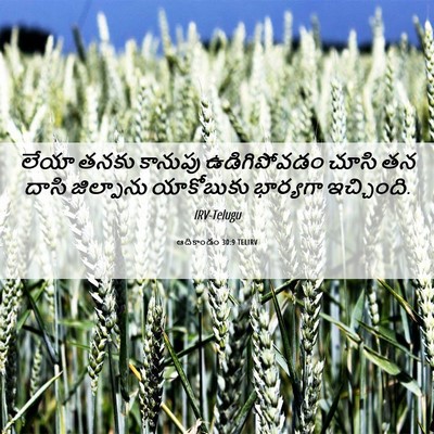 Picture 06 - ఆదికాండం 30:9 TELIRV - లేయా తనకు కానుపు - Bible Verse Picture