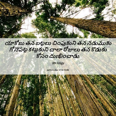 Picture 06 - ఆదికాండం 37:34 TELIRV - యాకోబు తన బట్టలు - Bible Verse Picture