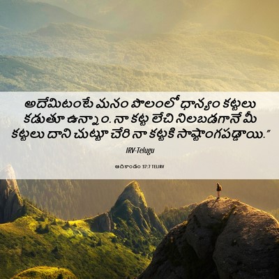 Picture 06 - ఆదికాండం 37:7 TELIRV - అదేమిటంటే మనం - Bible Verse Picture