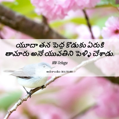 Picture 06 - ఆదికాండం 38:6 TELIRV - యూదా తన పెద్ద - Bible Verse Picture