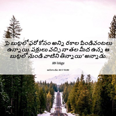 Picture 06 - ఆదికాండం 40:17 TELIRV - పై బుట్టలో ఫరో - Bible Verse Picture