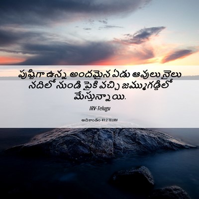 Picture 06 - ఆదికాండం 41:2 TELIRV - పుష్టిగా ఉన్న - Bible Verse Picture