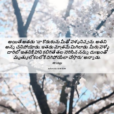 Picture 06 - ఆదికాండం 42:38 TELIRV - అయితే అతడు “నా - Bible Verse Picture
