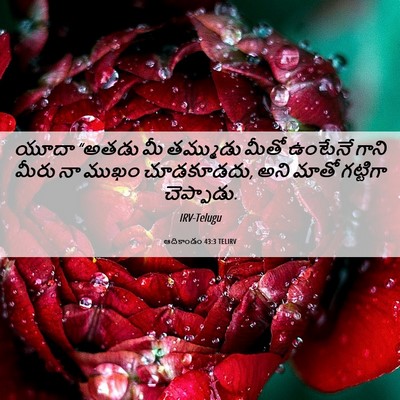 Picture 06 - ఆదికాండం 43:3 TELIRV - యూదా “అతడు మీ - Bible Verse Picture