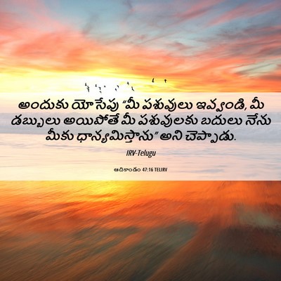 Picture 06 - ఆదికాండం 47:16 TELIRV - అందుకు యోసేపు “మీ - Bible Verse Picture