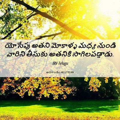 Picture 06 - ఆదికాండం 48:12 TELIRV - యోసేపు అతని - Bible Verse Picture