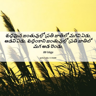 Picture 06 - ఆదికాండం 7:2 TELIRV - శుద్ధమైన - Bible Verse Picture