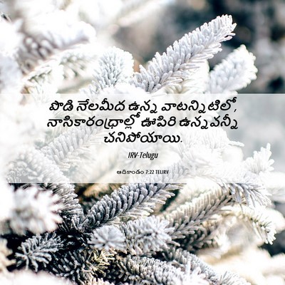 Picture 06 - ఆదికాండం 7:22 TELIRV - పొడి నేలమీద ఉన్న - Bible Verse Picture