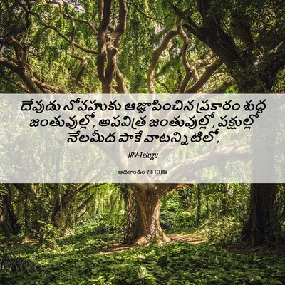 Picture 06 - ఆదికాండం 7:8 TELIRV - దేవుడు నోవహుకు - Bible Verse Picture