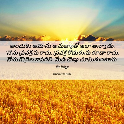 Picture 06 - ఆమోసు 7:14 TELIRV - అందుకు ఆమోసు - Bible Verse Picture