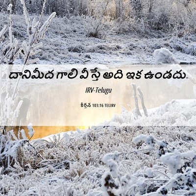 Picture 06 - కీర్తన 103:16 TELIRV - దానిమీద గాలి - Bible Verse Picture