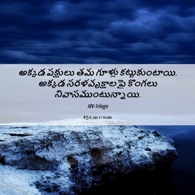 Picture 06 - కీర్తన 104:17 TELIRV - అక్కడ పక్షులు తమ - Bible Verse Picture