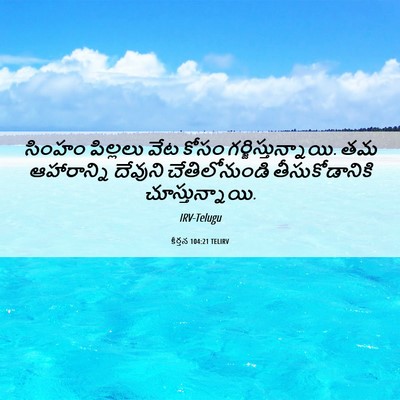 Picture 06 - కీర్తన 104:21 TELIRV - సింహం పిల్లలు వేట - Bible Verse Picture