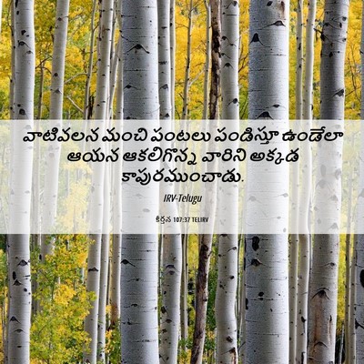 Picture 06 - కీర్తన 107:37 TELIRV - వాటివలన మంచి - Bible Verse Picture