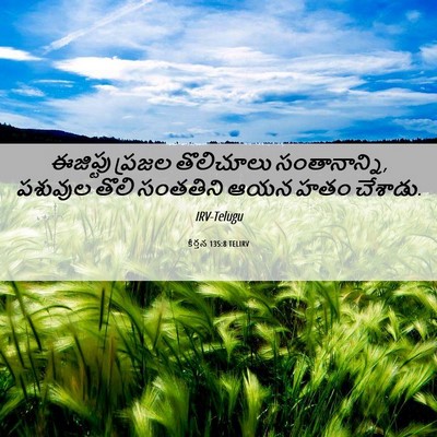 Picture 06 - కీర్తన 135:8 TELIRV - ఈజిప్టు ప్రజల - Bible Verse Picture