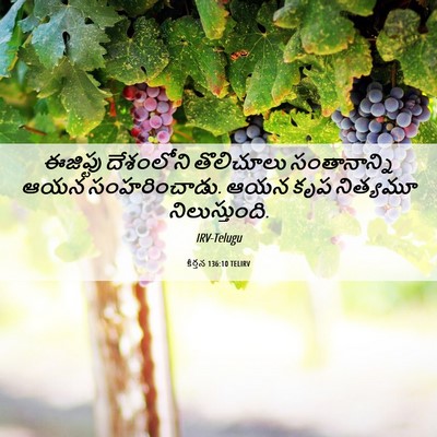 Picture 06 - కీర్తన 136:10 TELIRV - ఈజిప్టు దేశంలోని - Bible Verse Picture