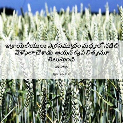 Picture 06 - కీర్తన 136:14 TELIRV - ఇశ్రాయేలీయులు - Bible Verse Picture