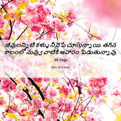 Picture 06 - కీర్తన 145:15 TELIRV - జీవులన్నిటి కళ్ళు - Bible Verse Picture
