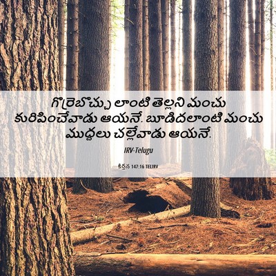 Picture 06 - కీర్తన 147:16 TELIRV - గొర్రెబొచ్చు - Bible Verse Picture