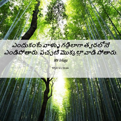 Picture 06 - కీర్తన 37:2 TELIRV - ఎందుకంటే వాళ్ళు - Bible Verse Picture