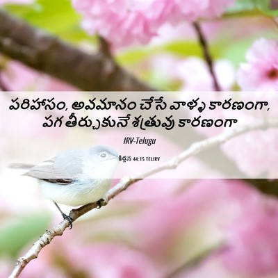Picture 06 - కీర్తన 44:15 TELIRV - పరిహాసం, అవమానం - Bible Verse Picture