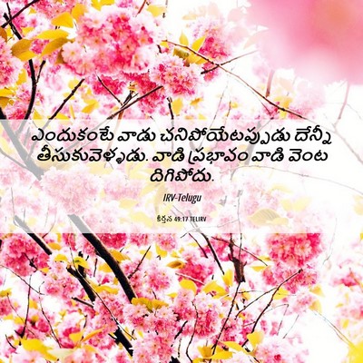 Picture 06 - కీర్తన 49:17 TELIRV - ఎందుకంటే వాడు - Bible Verse Picture