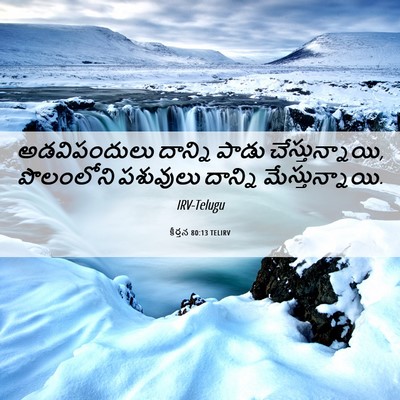 Picture 06 - కీర్తన 80:13 TELIRV - అడవిపందులు దాన్ని - Bible Verse Picture