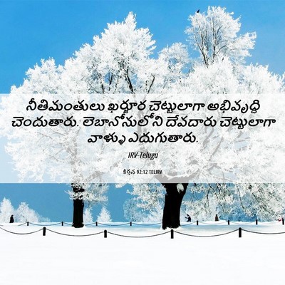 Picture 06 - కీర్తన 92:12 TELIRV - నీతిమంతులు ఖర్జూర - Bible Verse Picture