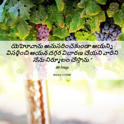 Picture 06 - జెఫన్యా 1:6 TELIRV - యెహోవాను - Bible Verse Picture