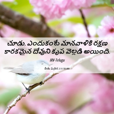 Picture 06 - తీతు పత్రిక 2:11 TELIRV - చూడు, ఎందుకంటే - Bible Verse Picture