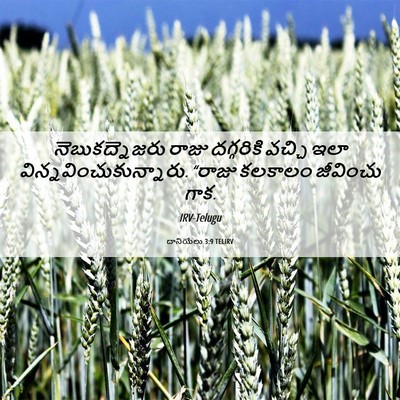 Picture 06 - దానియేలు 3:9 TELIRV - నెబుకద్నెజరు రాజు - Bible Verse Picture