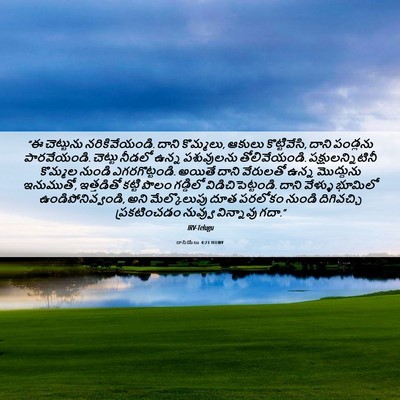 Picture 06 - దానియేలు 4:23 TELIRV - “ఈ చెట్టును - Bible Verse Picture