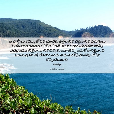 Picture 06 - దానియేలు 8:4 TELIRV - ఆ పొట్టేలు - Bible Verse Picture