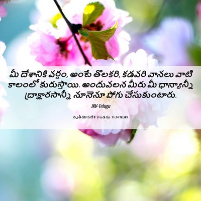 Picture 06 - ద్వితీయోపదేశ కాండము 11:14 TELIRV - మీ దేశానికి వర్షం, - Bible Verse Picture