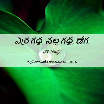 Picture 06 - ద్వితీయోపదేశ కాండము 14:13 TELIRV - ఎర్ర గద్ద, నల్ల - Bible Verse Picture