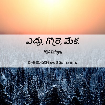 Picture 06 - ద్వితీయోపదేశ కాండము 14:4 TELIRV - ఎద్దు, గొర్రె, - Bible Verse Picture